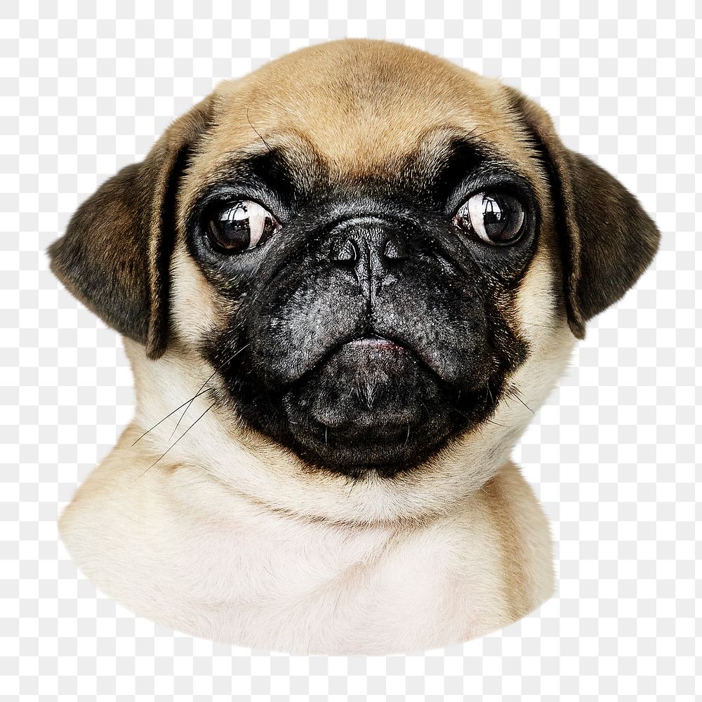 Pug puppy png sticker, cute pet animal image on transparent background
