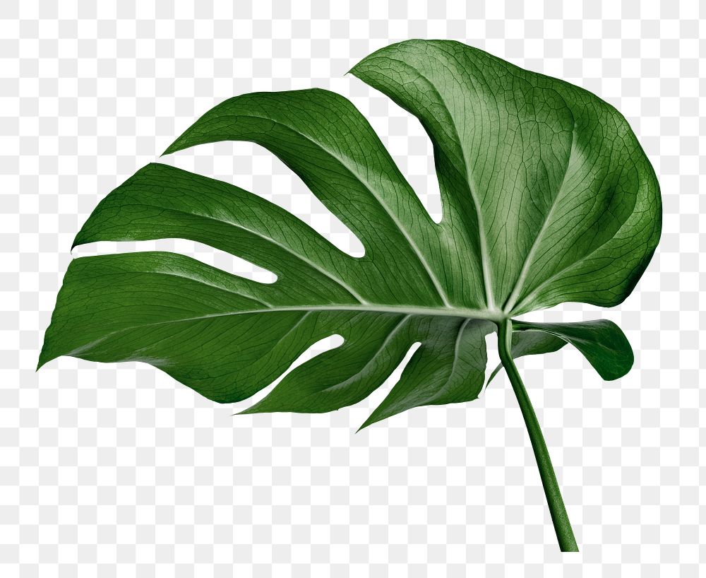 Monstera leaf png sticker, houseplant | Premium PNG - rawpixel