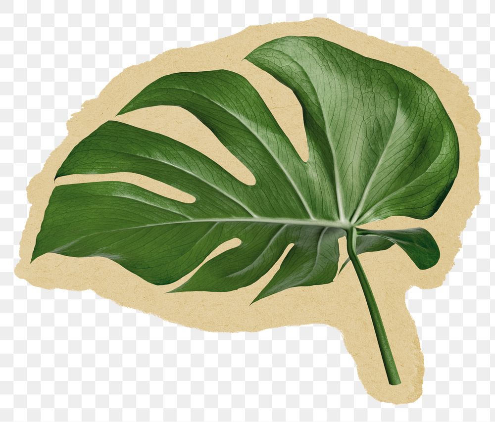 Monstera leaf  png sticker, houseplant ripped paper, transparent background