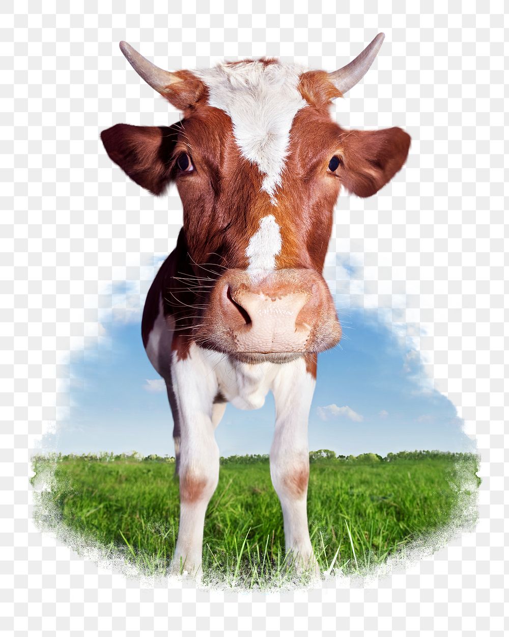 Guernsey cattle png sticker, farm animal, transparent background