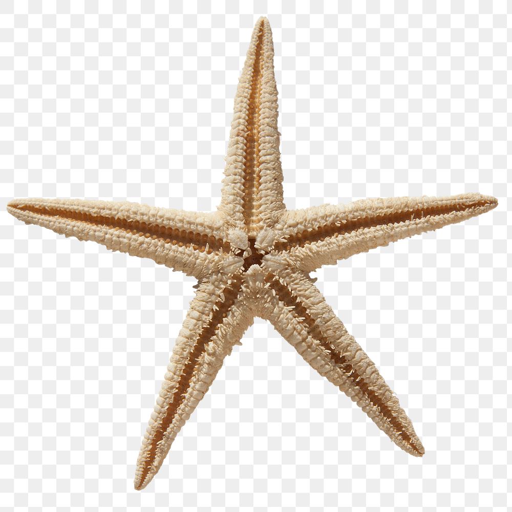 Starfish skeleton png sticker, aquatic animal cut out, transparent background