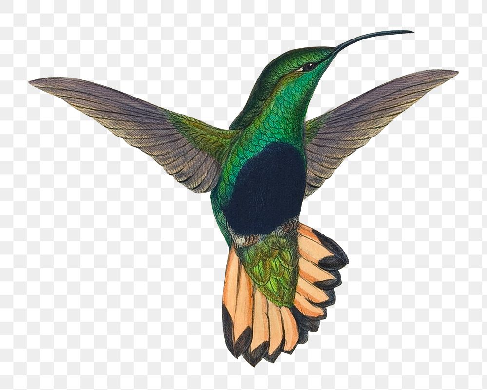 Vintage hummingbird png sticker, animal, transparent background