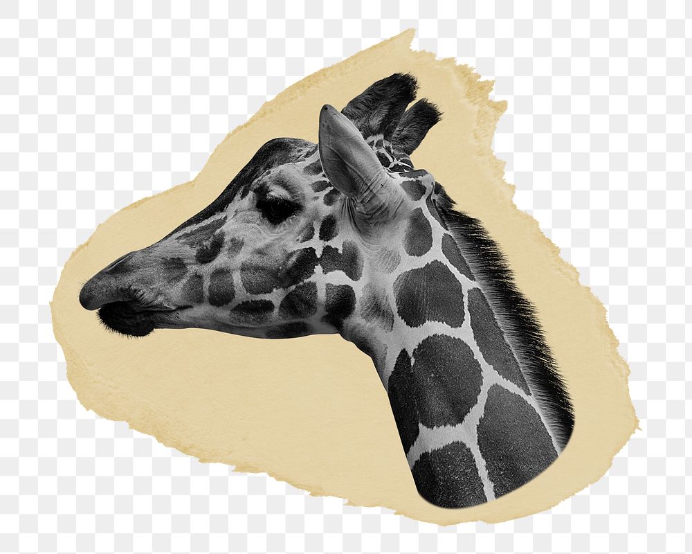 Giraffe head png ripped paper sticker, wild animal graphic, transparent background