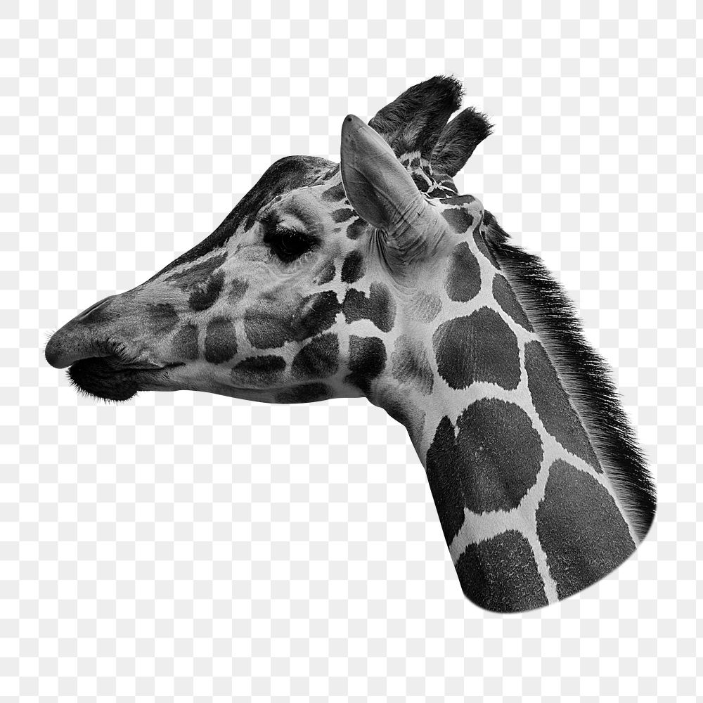 Giraffe head png sticker, wild animal image on transparent background