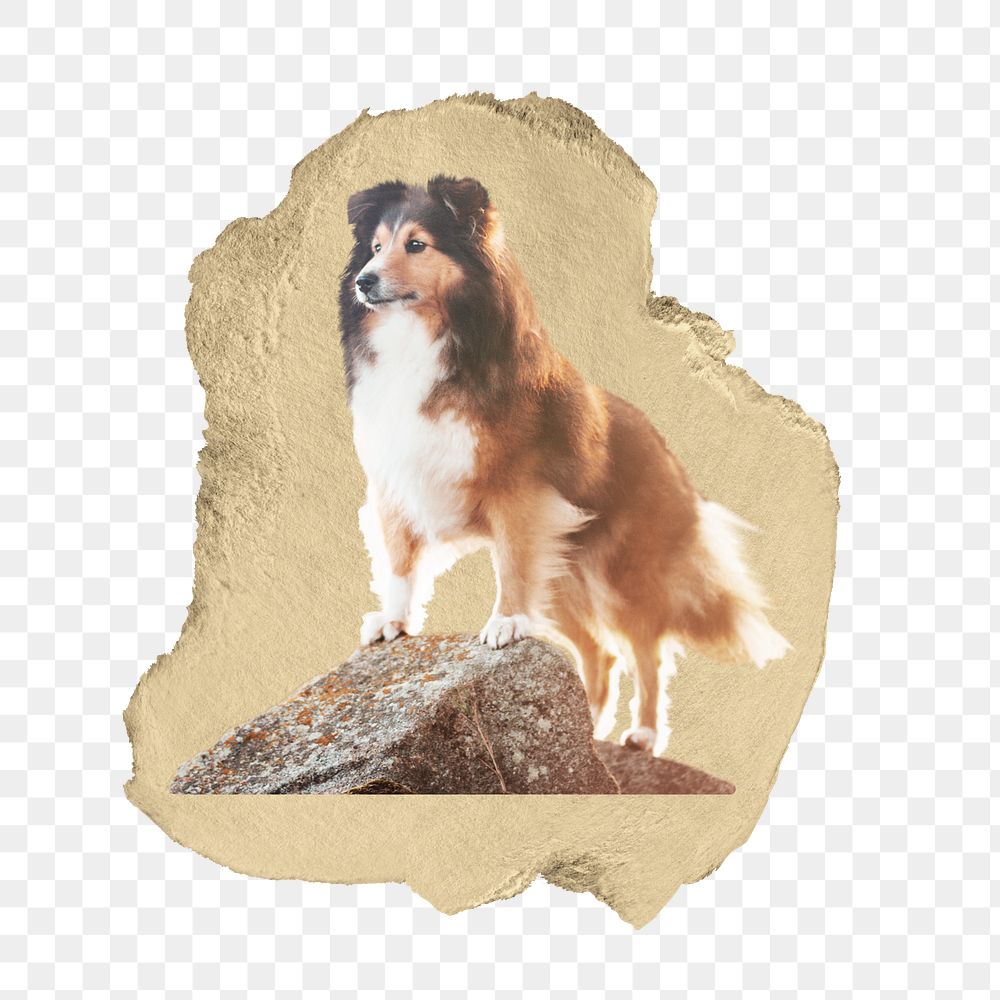 Sheltie dog png sticker, ripped paper, transparent background