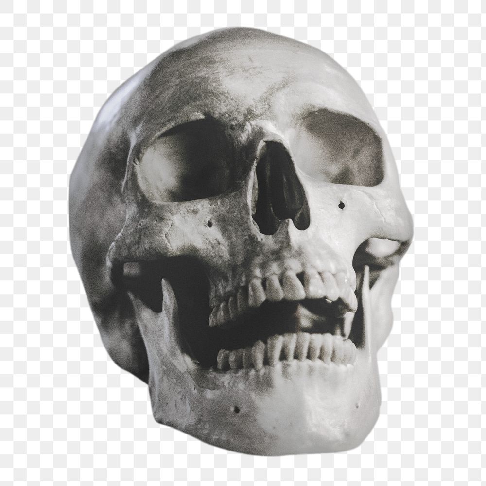 Human skull png sticker, Halloween decor image on transparent background