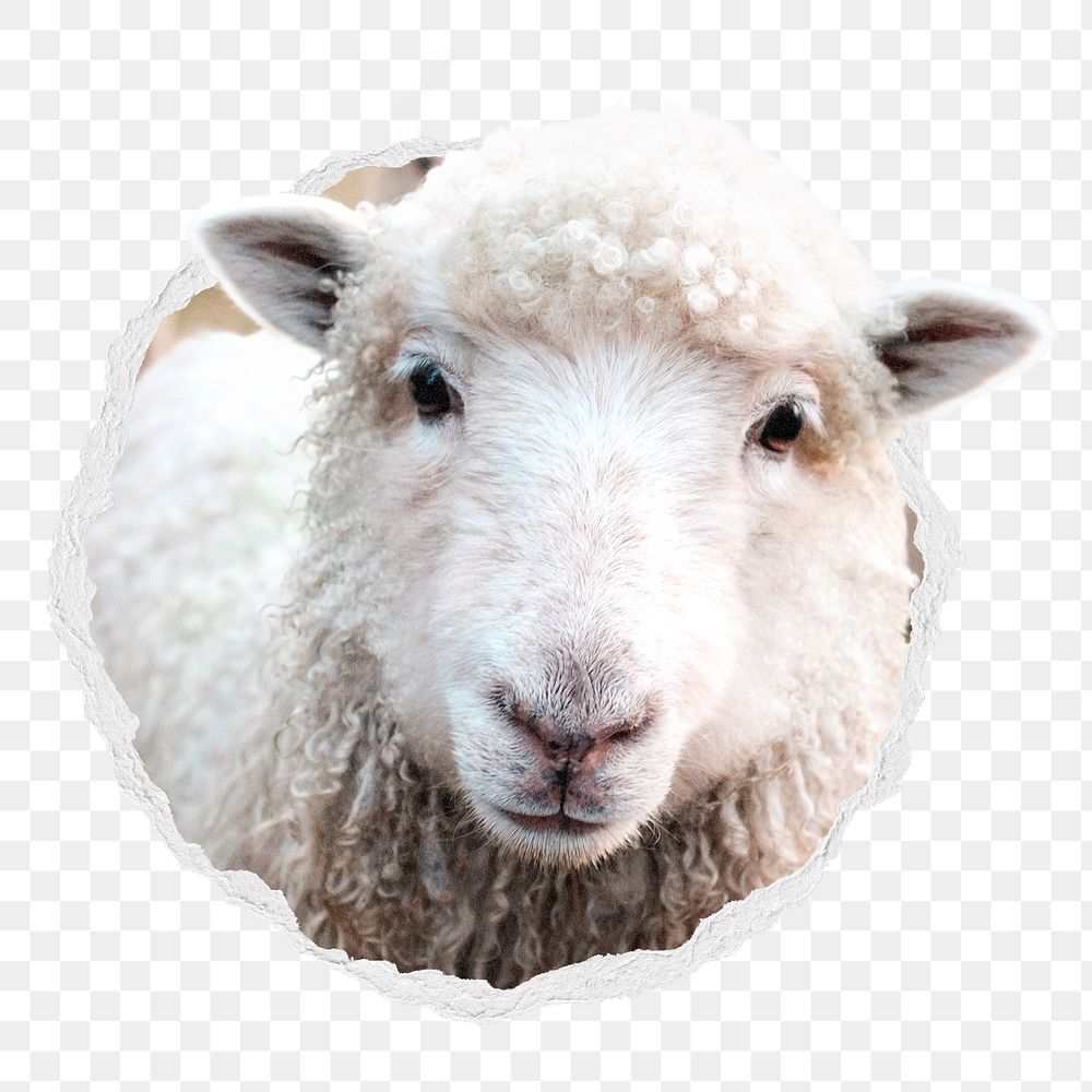 Sheep head png sticker, farm animal photo in ripped paper badge, transparent background