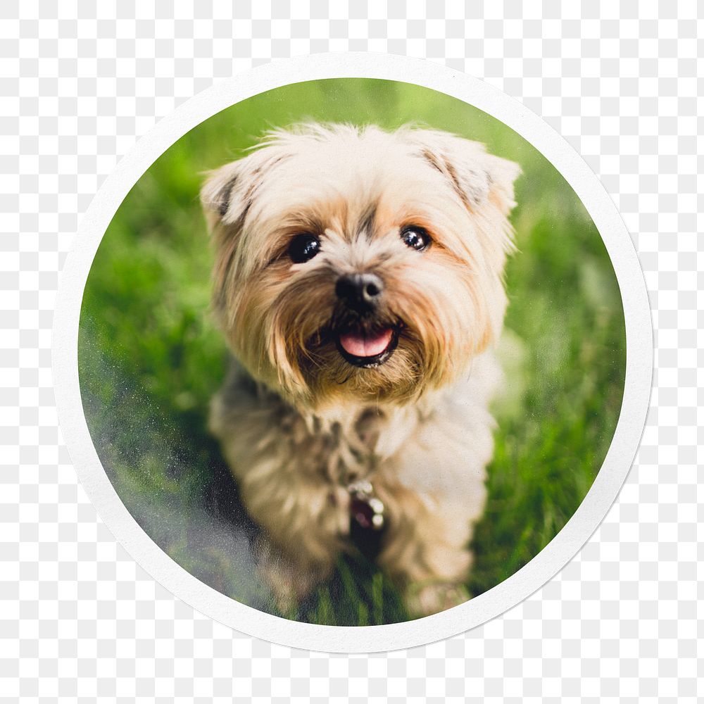 Png Silky Terrier puppy sticker, pet in circle frame, transparent background