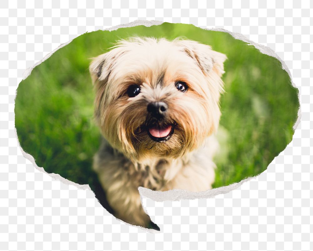 Png Silky Terrier pet puppy sticker, ripped paper speech bubble, transparent background