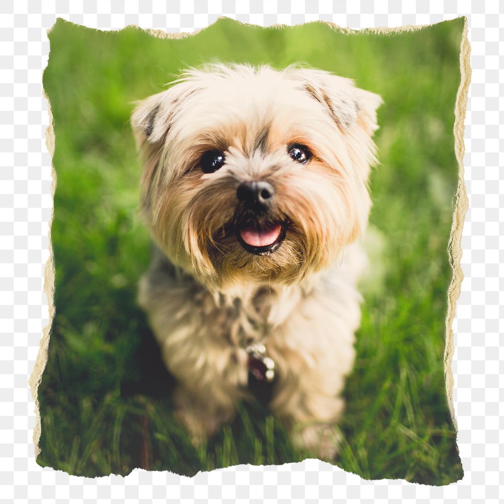 Png Silky Terrier pet puppy sticker, ripped paper, transparent background