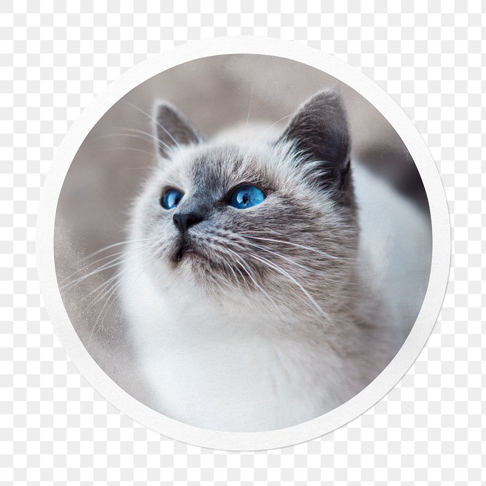 Ragdoll cat png sticker, pet in circle frame, transparent background