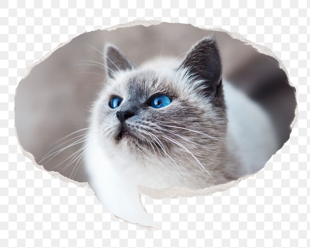 Ragdoll cat png pet sticker, ripped paper speech bubble, transparent background