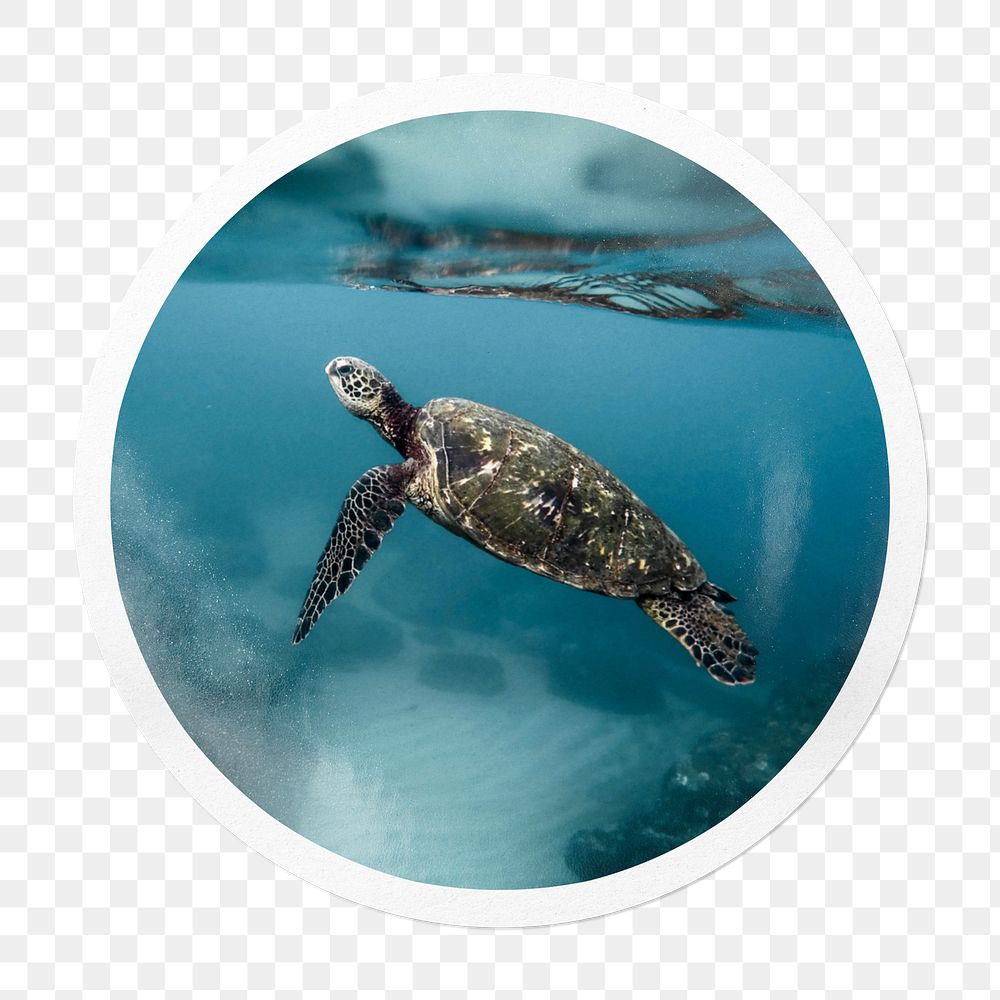 Sea turtle png sticker, animal in. circle frame, transparent background