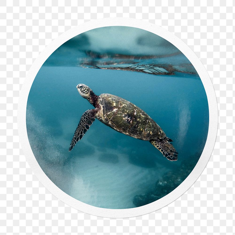Sea Turtle Border Frame Images Free Photos, PNG Stickers, Wallpapers