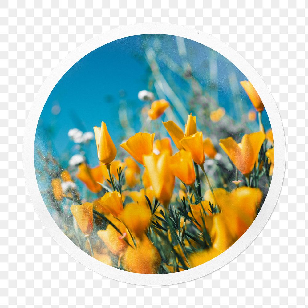 Yellow tulip png field sticker, Spring season circle frame, transparent background