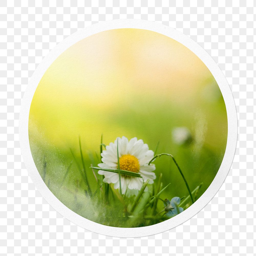 White daisy png Spring flower sticker, circle frame, transparent background