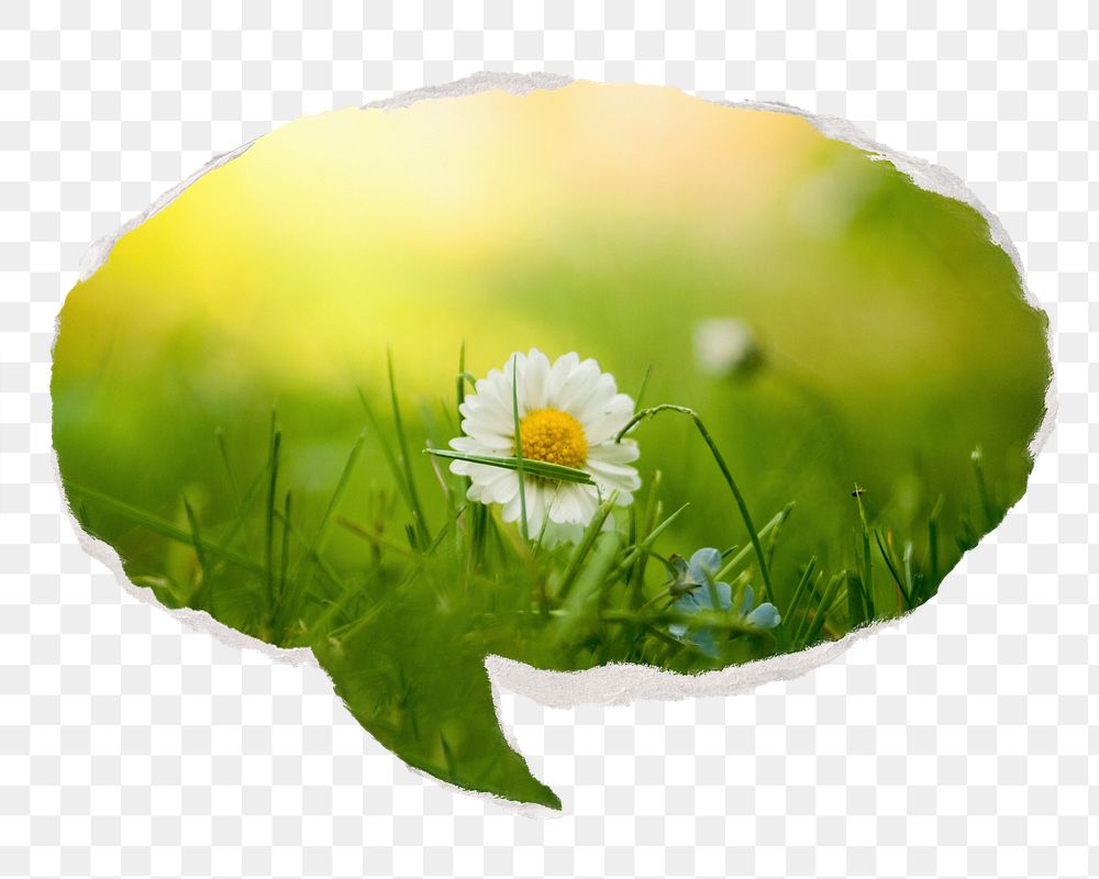 White daisy png Spring flower sticker, ripped paper speech bubble, transparent background