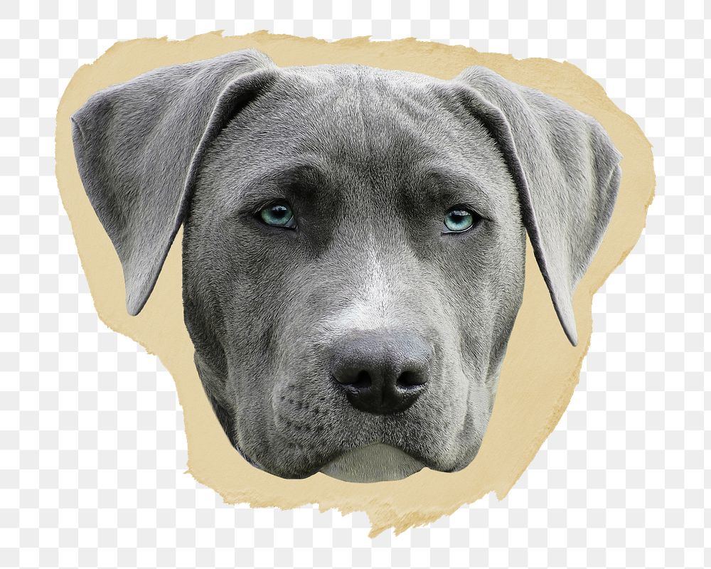 Weimaraner dog png ripped paper sticker, pet animal graphic, transparent background