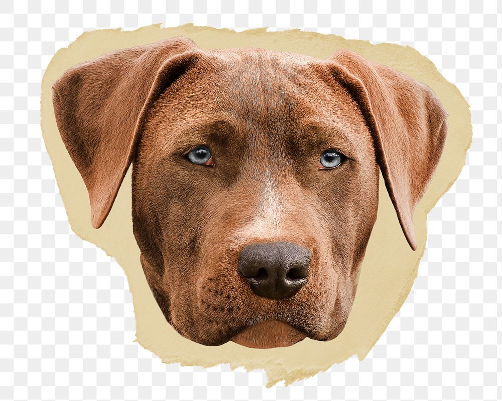Weimaraner dog png ripped paper sticker, pet animal graphic, transparent background