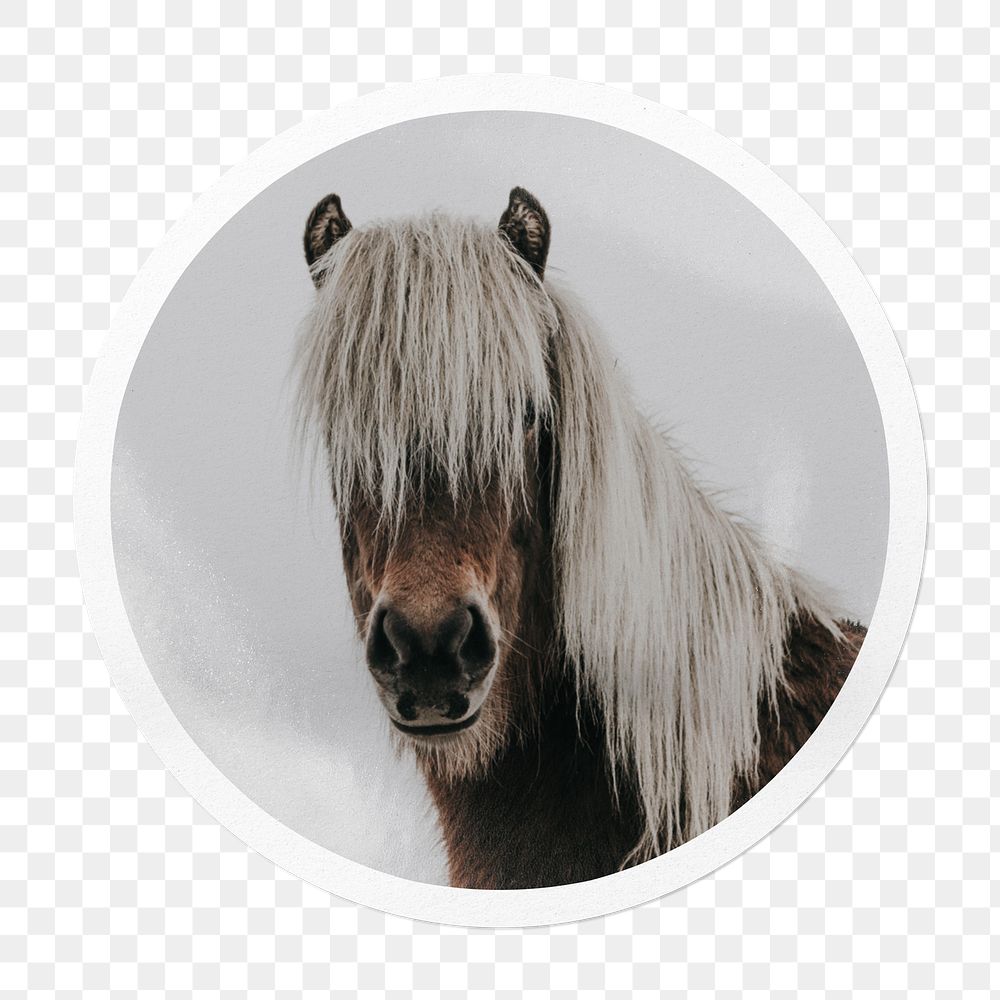Horse portrait png sticker, animal in circle frame, transparent background