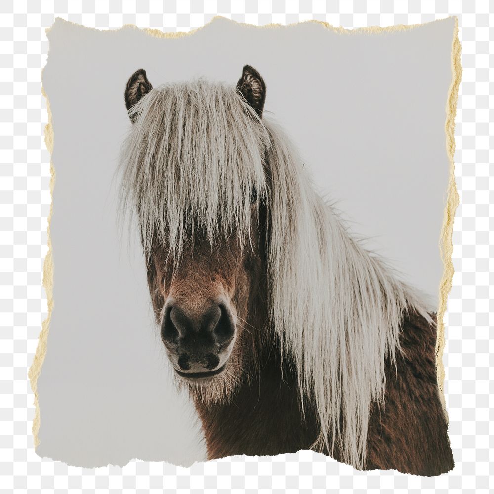 Horse portrait png animal sticker, ripped paper, transparent background