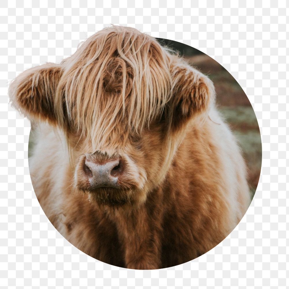 Highland cow png sticker, photo in ripped paper badge, transparent background