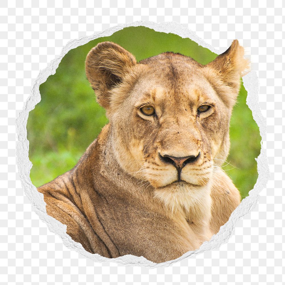 Lioness png sticker, wild animal photo in ripped paper badge, transparent background