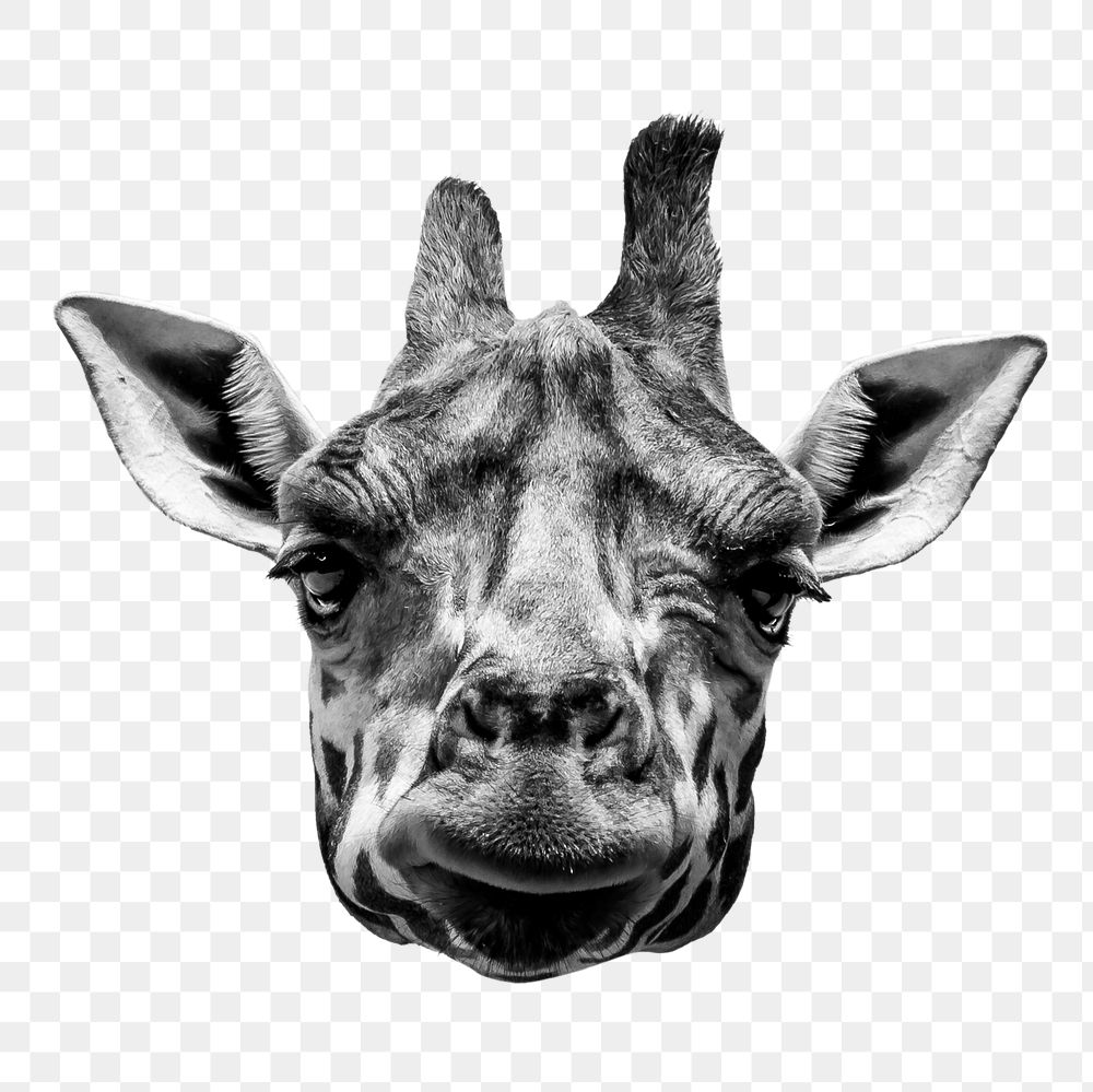 Giraffe head png sticker, wild animal image on transparent background