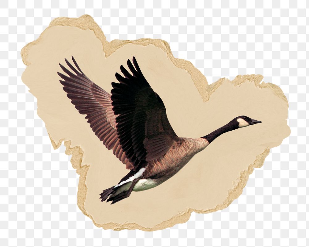 Flying goose png sticker, ripped paper, transparent background