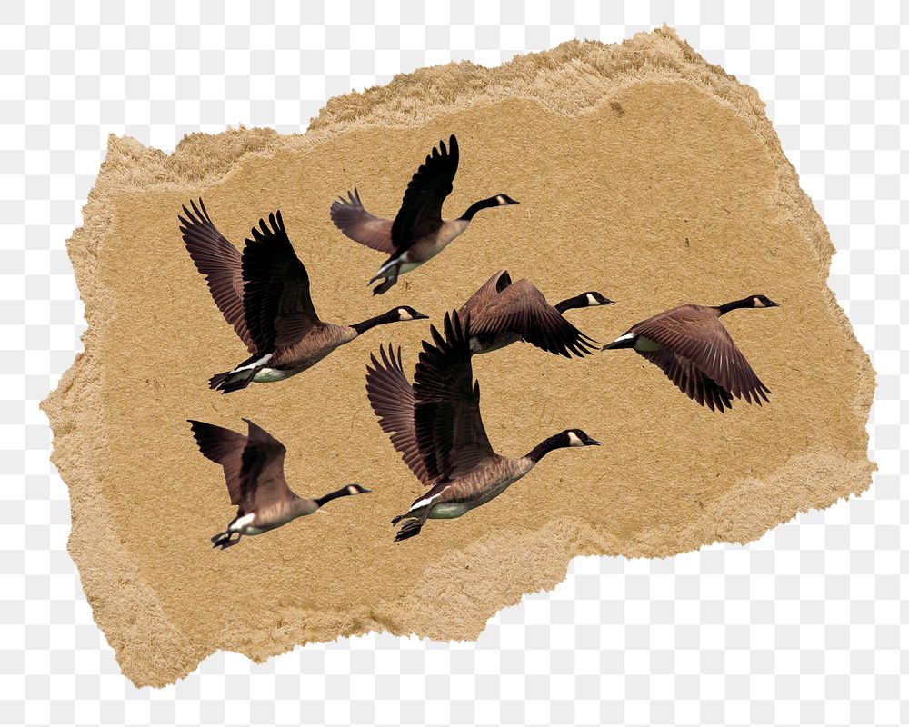 Flying geese png sticker, ripped paper, transparent background