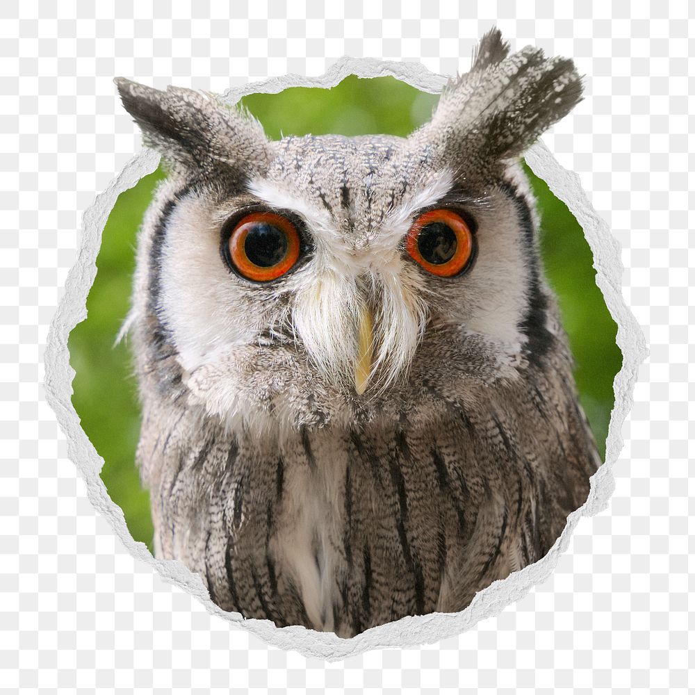 Owl png sticker, wildlife photo in ripped paper badge, transparent background