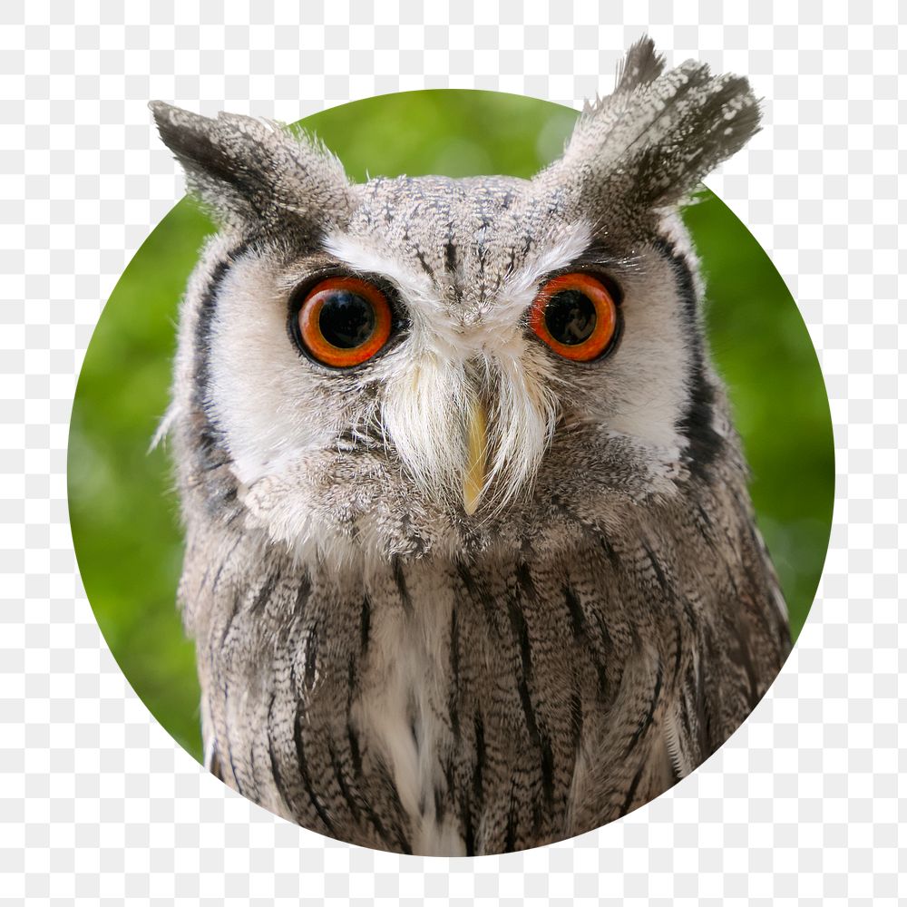 Owl png sticker, wildlife photo badge, transparent background