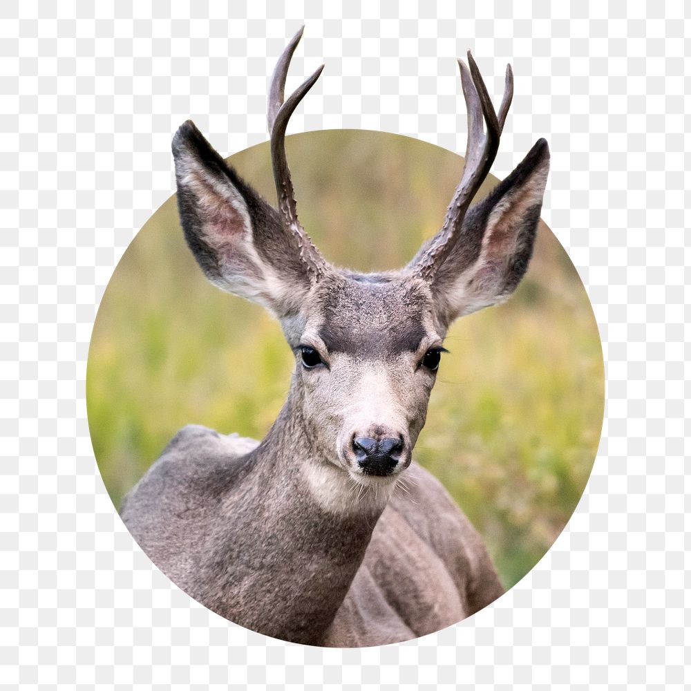 Png black tailed deer sticker, wildlife photo badge, transparent background
