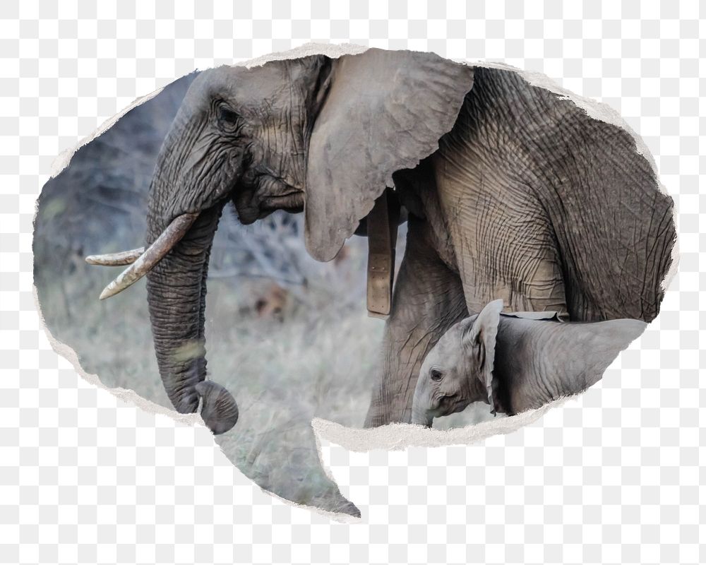 Png mother and baby elephants, animal sticker, ripped paper speech bubble, transparent background
