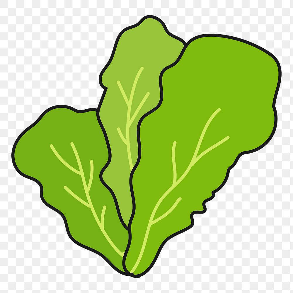 Lettuce png sticker, vegetable doodle on transparent background