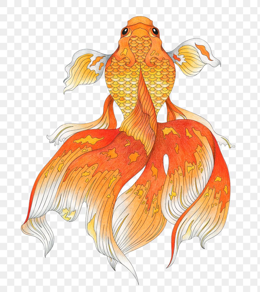 Japanese goldfish png sticker, animal cut out, transparent background