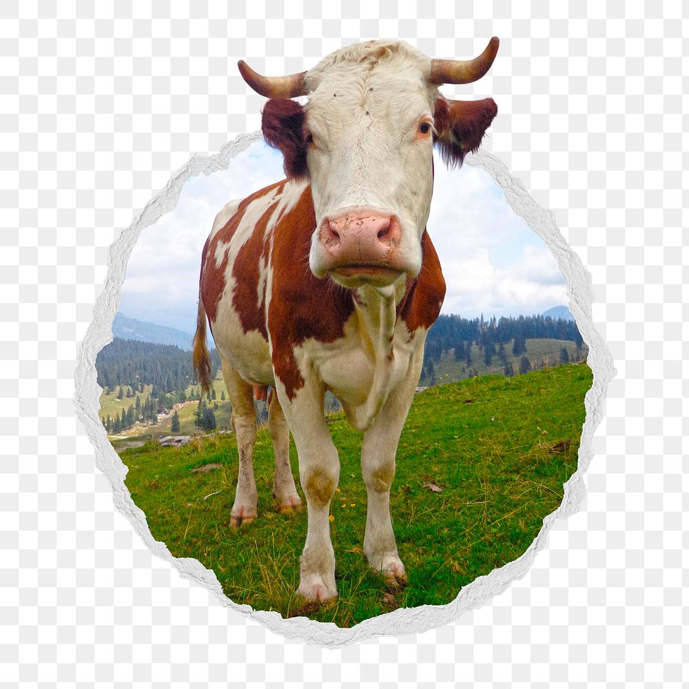 Cow png sticker, cattle animal in ripped paper badge, transparent background