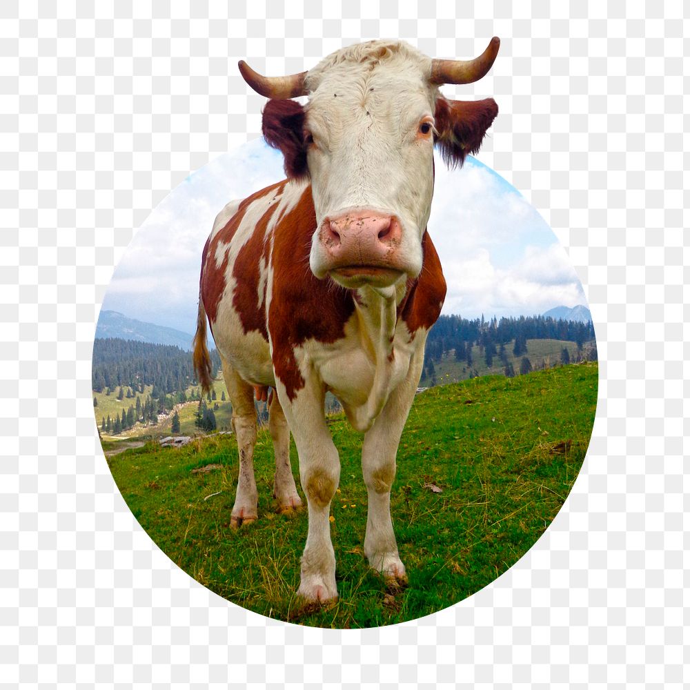 Cow png sticker, cattle animal badge, transparent background