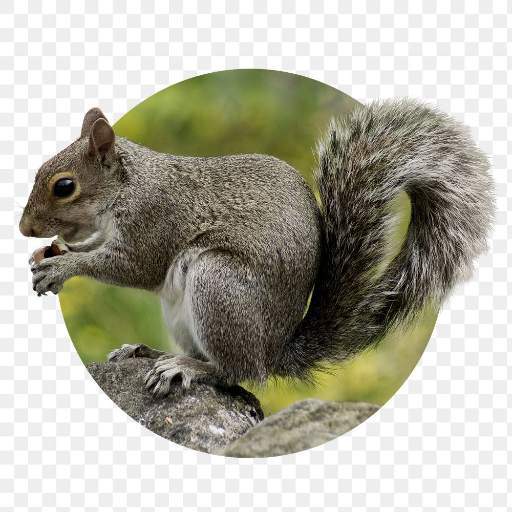 Squirrel png sticker, cute wildlife photo badge, transparent background