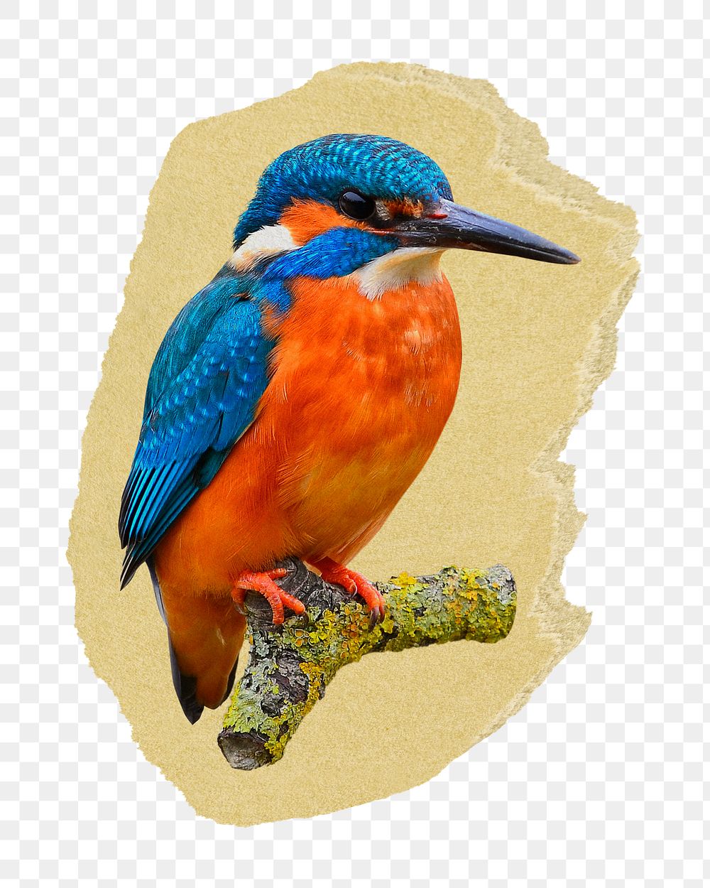 Kingfisher bird png ripped paper sticker, animal graphic, transparent background