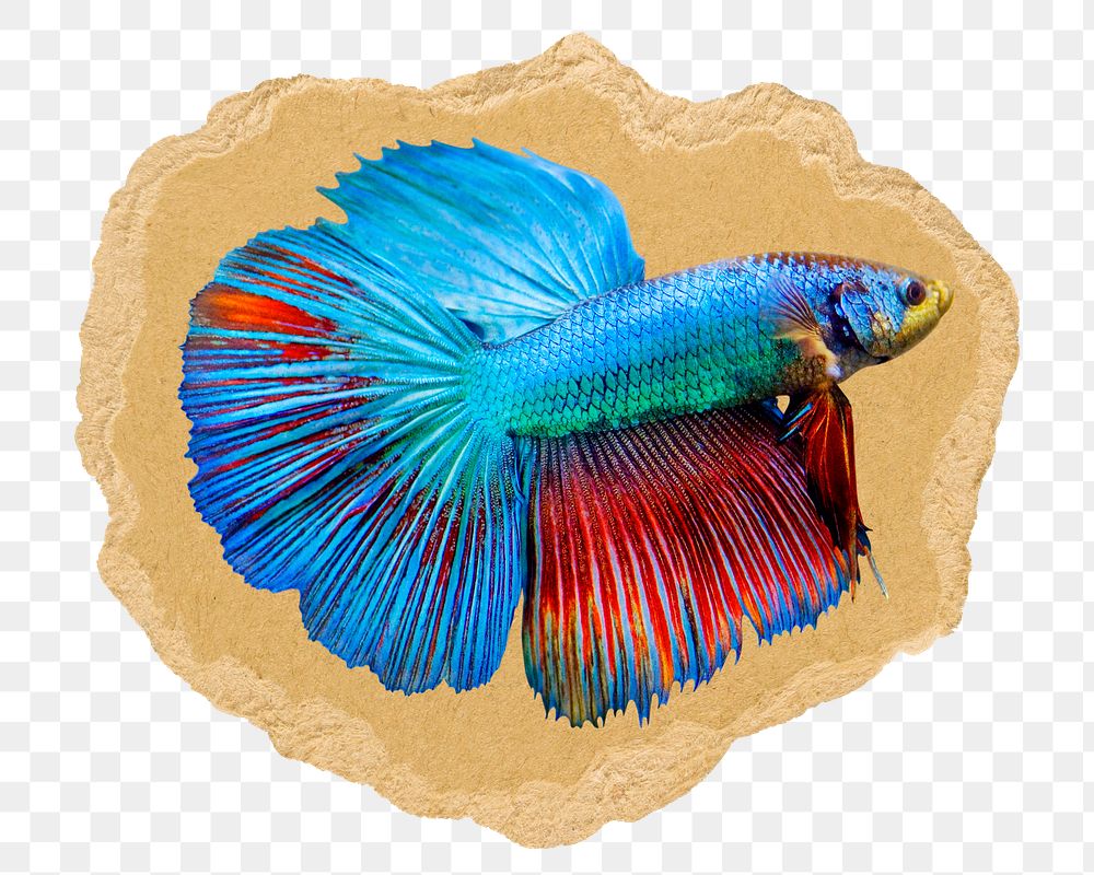 Siamese fighting fish png sticker, ripped paper, transparent background