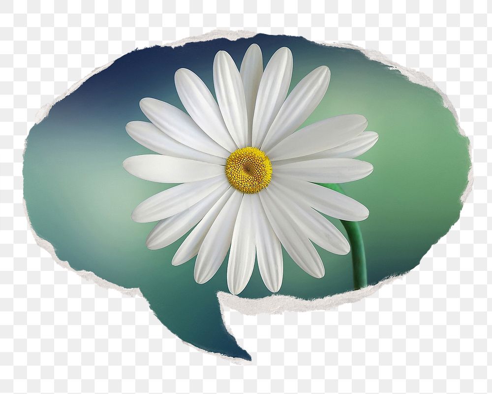 White daisy png Spring flower sticker, ripped paper speech bubble, transparent background
