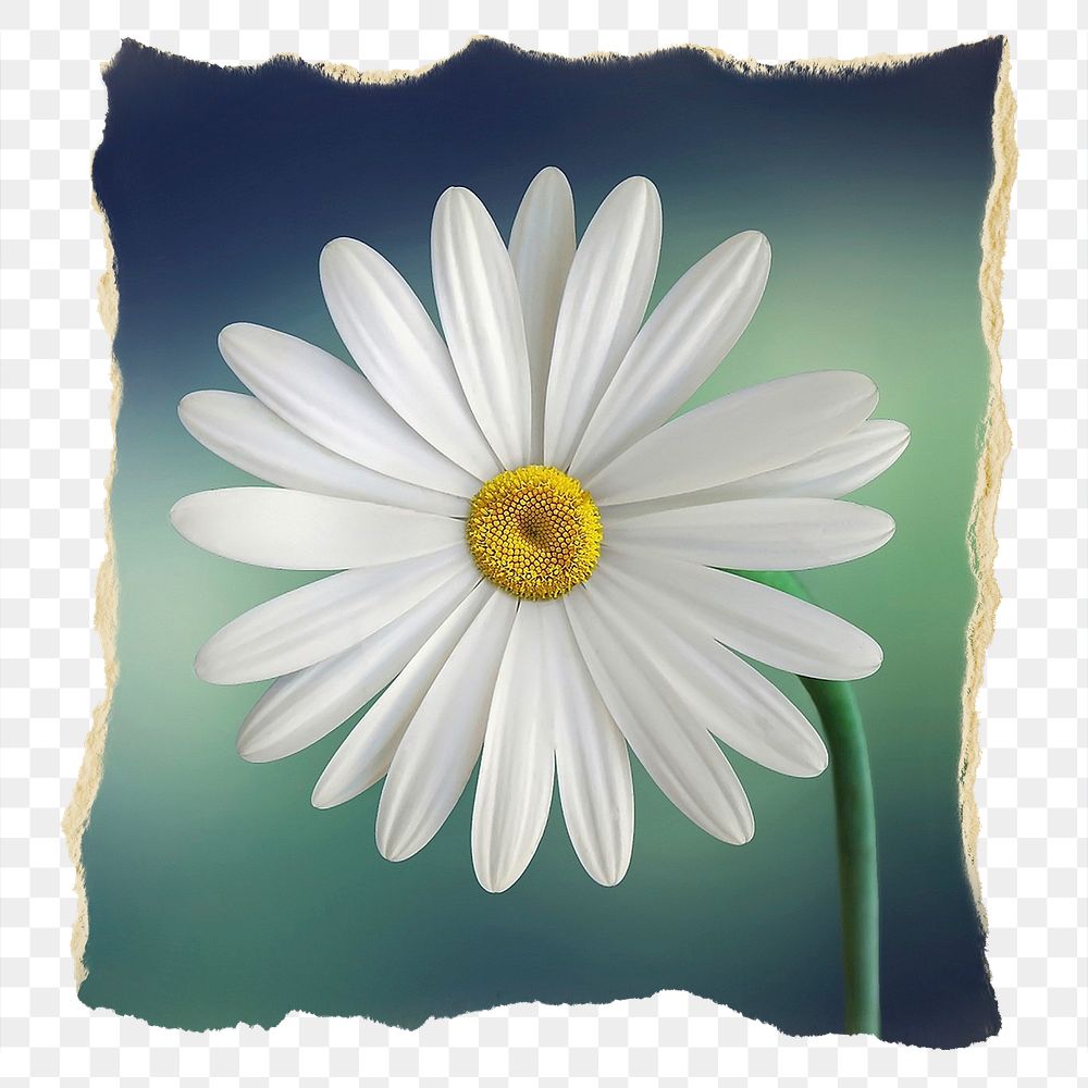 White daisy png Spring flower sticker, ripped paper, transparent background