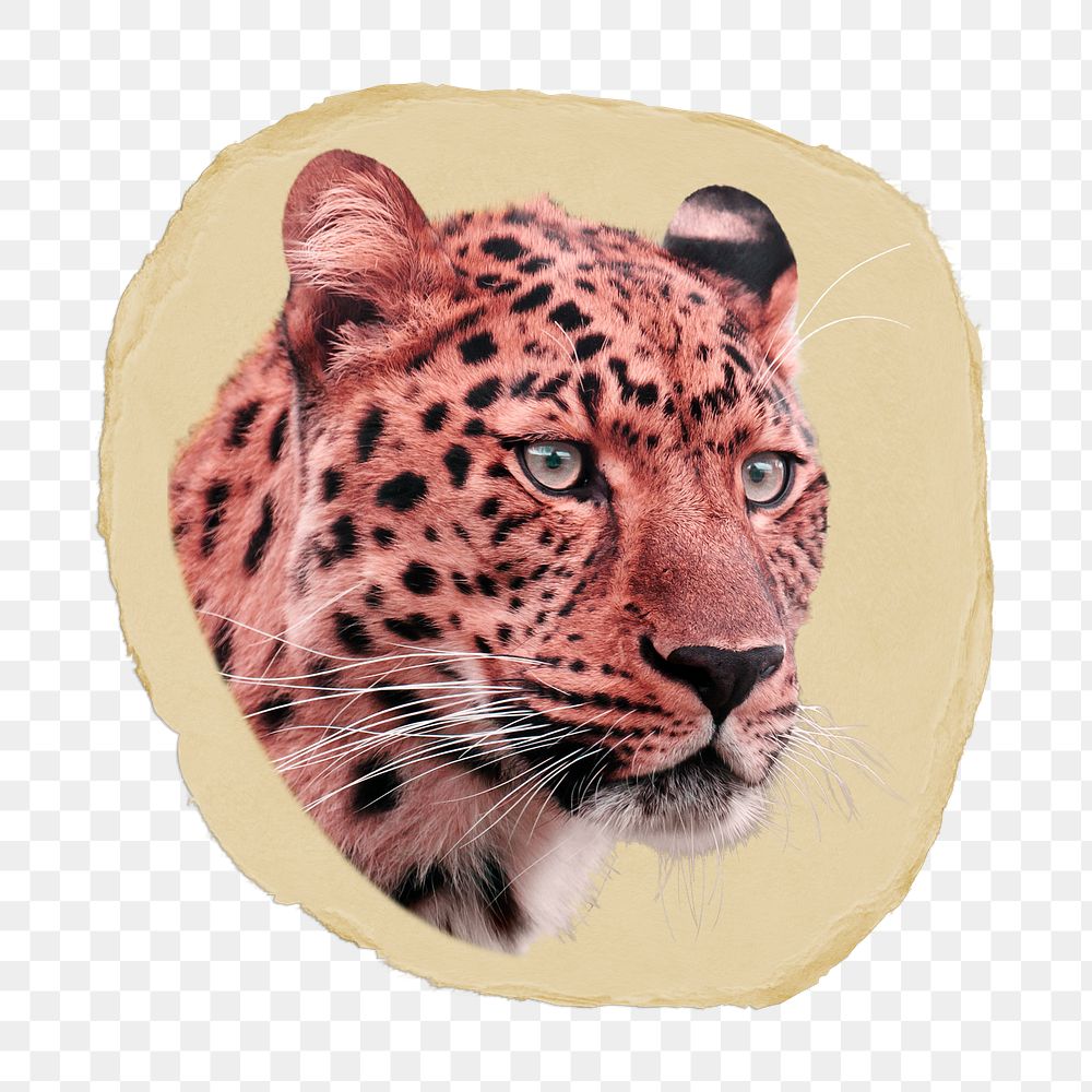 Leopard tiger png ripped paper sticker, wild animal graphic, transparent background