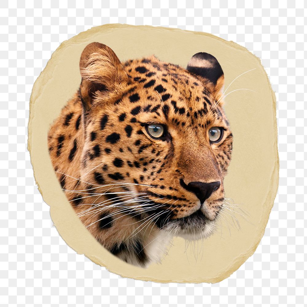 Leopard tiger png ripped paper sticker, wild animal graphic, transparent background