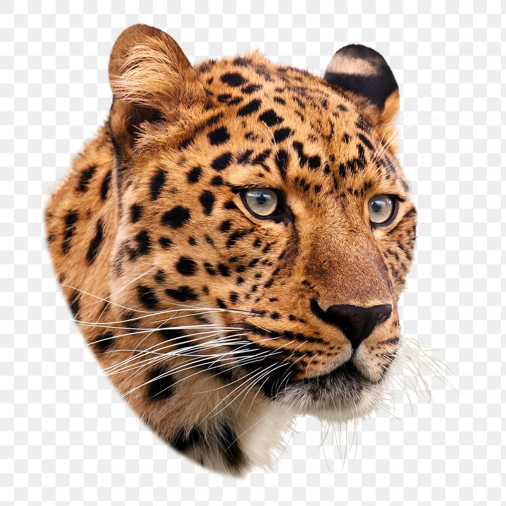 Leopard tiger png sticker, wild animal image on transparent background
