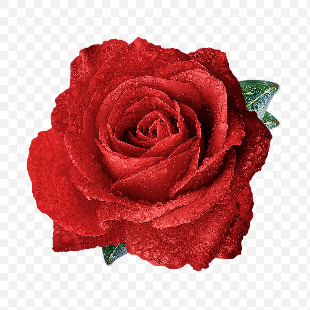 Red rose png flower sticker, Valentine's image on transparent background