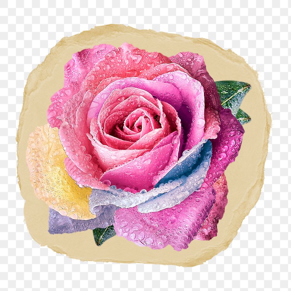 Pink rose png flower ripped paper sticker, Valentine's graphic, transparent background