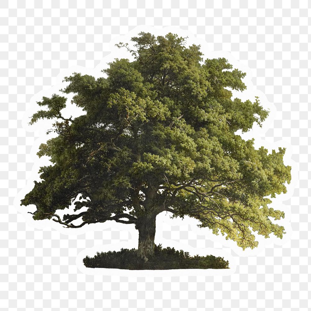 Oak tree png sticker, isolated, transparent background