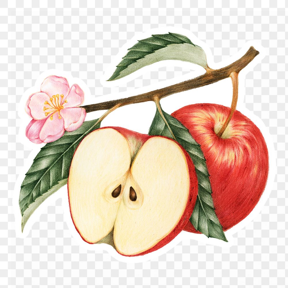 Red apple  png sticker, drawing illustration, transparent background